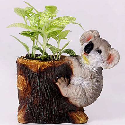 Classic Fittonia in Koala Pot: 