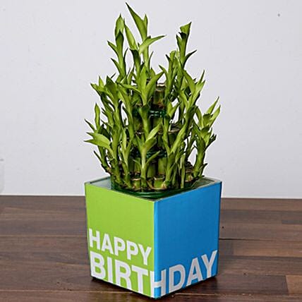 3 Layer Bamboo Plant For Birthday: 1 Hour Gift Delivery