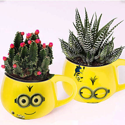 Cactus and Haworthia In Smiley Pots: Indoor Plants
