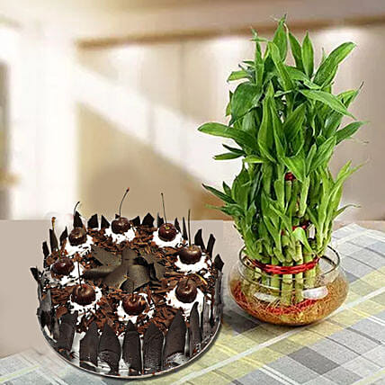 Bamboo with Cake Online