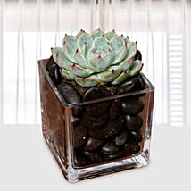 Green Echeveria Plant In Square Vase: Gifts for Boss