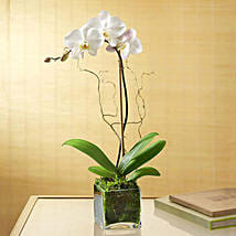 White Orchid Plant In Glass Vase: Father's Day Gifts