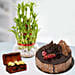 3 Layer Lucky Bamboo Plant Chocolaty Combo