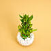 3 Layer Lucky Bamboo Plant