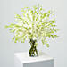 40 White Orchid Arrangement