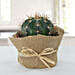 Amazing Cactus with Jute Wrapped Pot