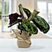 Calathea Plant with Jute Wrapping Pot