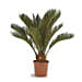 Cycas Plant
