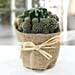 Elegant Cactus with Jute Wrapped Pot
