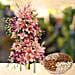 Exotic Flowers Arrangement and Dry Fruits Combo