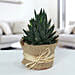 Howarthia Potted Plant In Jute