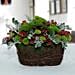 Hypnotic Chrysanthemum N Hypericum Christmas Flower Basket