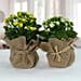 Jute Wrapped Dual Potted Plants