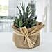 Jute Wrapped Howarthia Plant