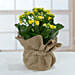 Jute Wrapped Yellow Kalanchoe Plant