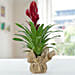 Vriesea Christiane Jute Wrapped Potted Plant