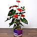 Red Anthurium Plant For Anniversary