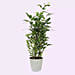 Ficus Plant In Pineapple Design Pot