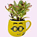 Smiley Pot of Crassula Plant
