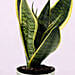 Sansevieria Plant In Ceramic Pot