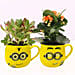 Crassula and Kalanchoe Plants in Emoticon Mugs