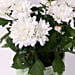 White Chrysanthemum Plant in Ceramic Pot
