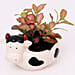 Fittonia Plant in Sheep Design Pot