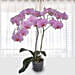 Pink Phalaenopsis Orchid Plant