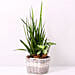 Basket of Sansevieria and Syngonium Plants
