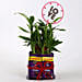 Lucky Bamboo With Love Tag Dairy Milk Combo