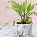 Potted Asplenium Nidus Plant