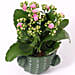 Kalanchoe Plant In Cactus Design Ceramic Pot