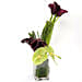 Exotic Calla Lilies and Anthurium Arrangement