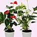 Red and White Anthurium Plants Combo