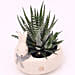 Haworthia Plant In Rabbit Design Pot