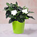Gardenia Jasminoides Plant In Pineapple Design Pot