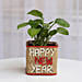Money Plant In New Year Glass Vase