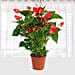 Red Anthurium Plant