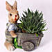 Elegant Aloe Aristata in Rabbit Cart Pot