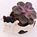 Echeveria Plant in Cow Design Pot