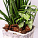Basket of Sansevieria and Syngonium Plants