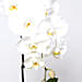 White Phalaenopsis Plant In Glass Vase