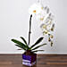 White Phalaenopsis Plant For Birthday