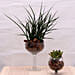 Sansevieria and Crassula Plants In Martini Vase