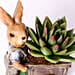 Echeveria Plant In Rabbit Cart Pot