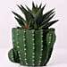 Gaster Haworthia in Cactus Design Pot