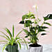 Chlorophytum and Anthurium Plants Combo