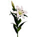 Artificial White Stargazer Lily