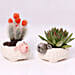 Echeveria and Cactus In Sheep Design Pots