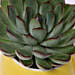 Green Echeveria Plant in Emoticon Mug